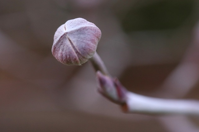 ハナミズキの芽