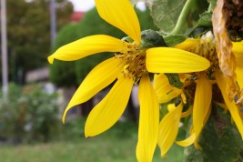 ヒマワリのわき花