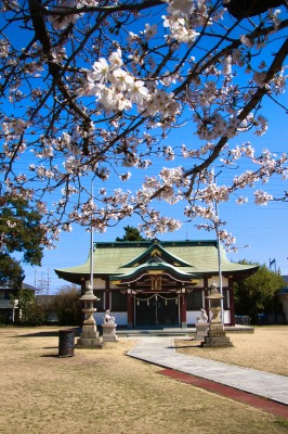 桜の季節