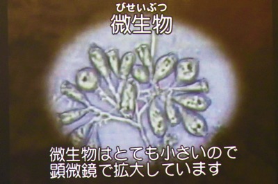 微生物の役割