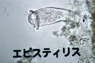 微生物の中の一つ