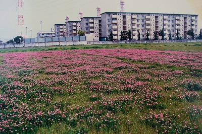 開校前の土地は田