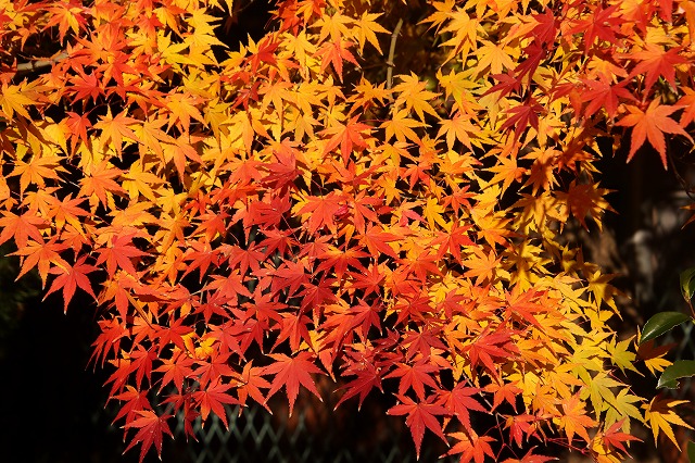 モミジの紅葉