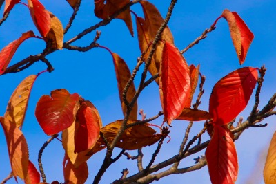 サクラの紅葉