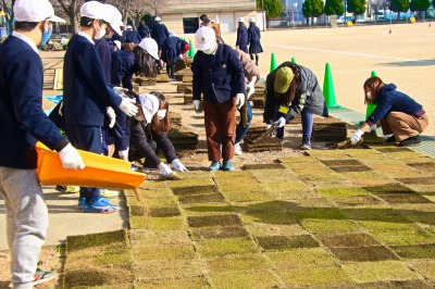 芝生を敷き詰める