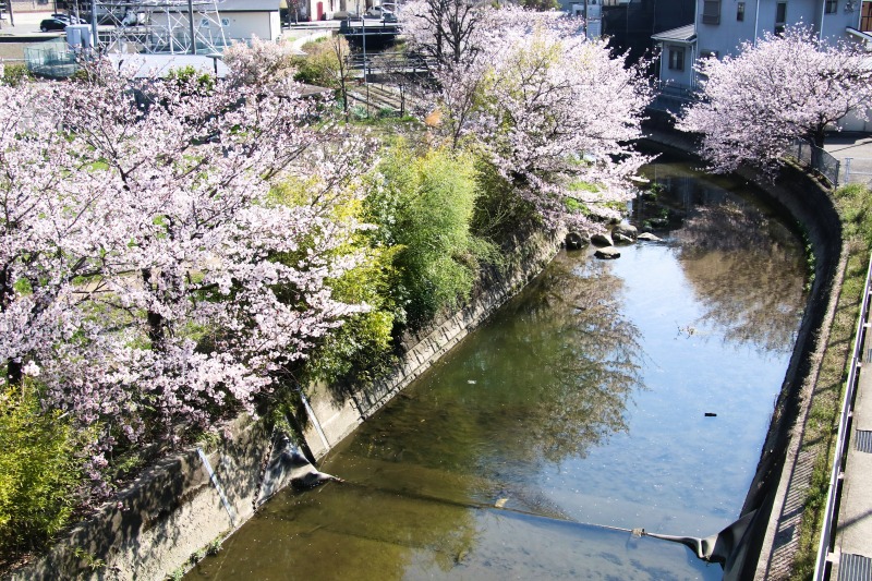 新養田川を歩道橋から見ると