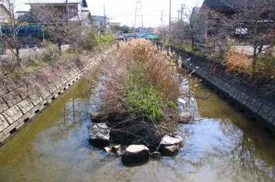 中央に植物がしげっているようす