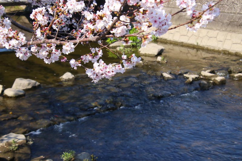 養田川のせせらぎ