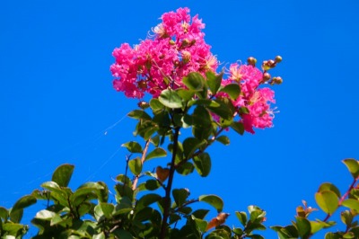 道沿いに咲いているサルスベリの花