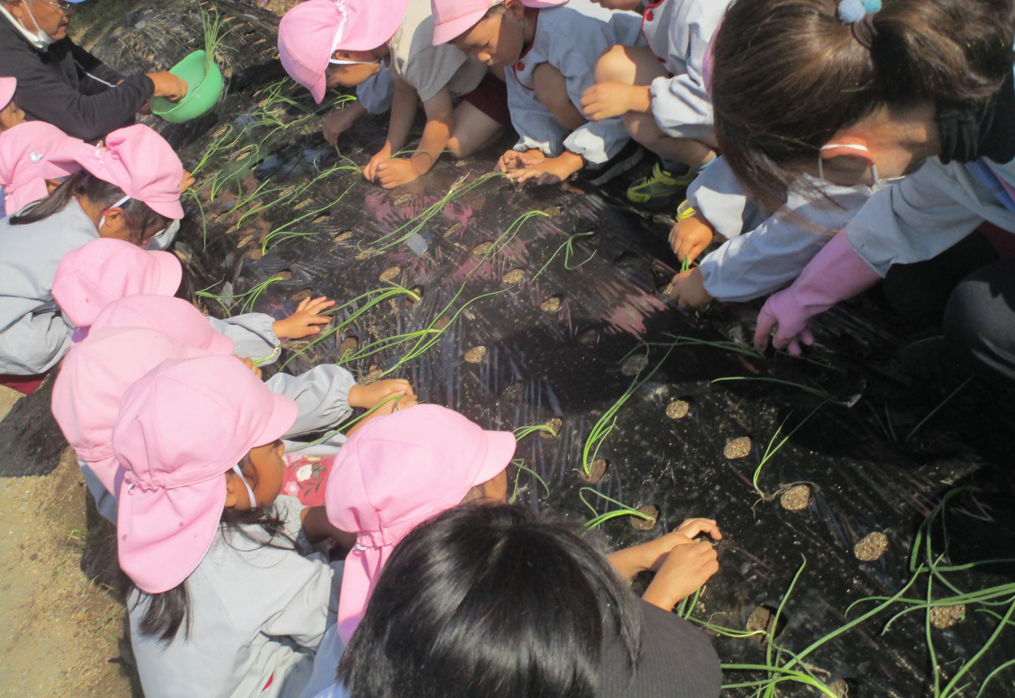 玉ねぎを植えるはな組の子ども達