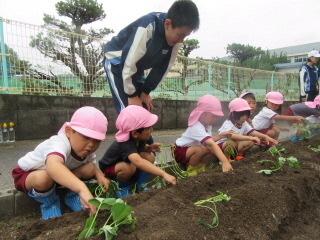 芋苗植え