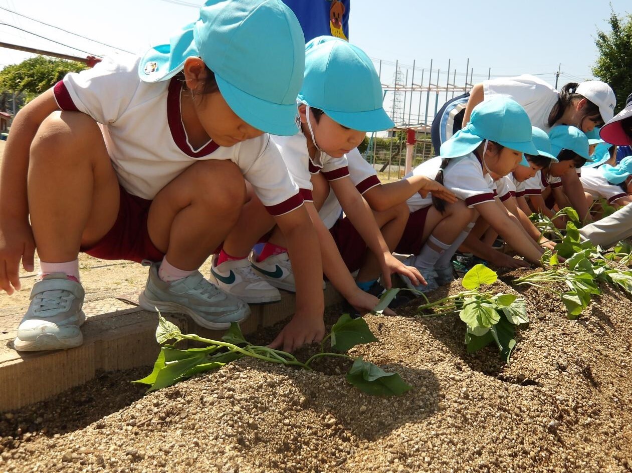 芋苗植え 5歳児
