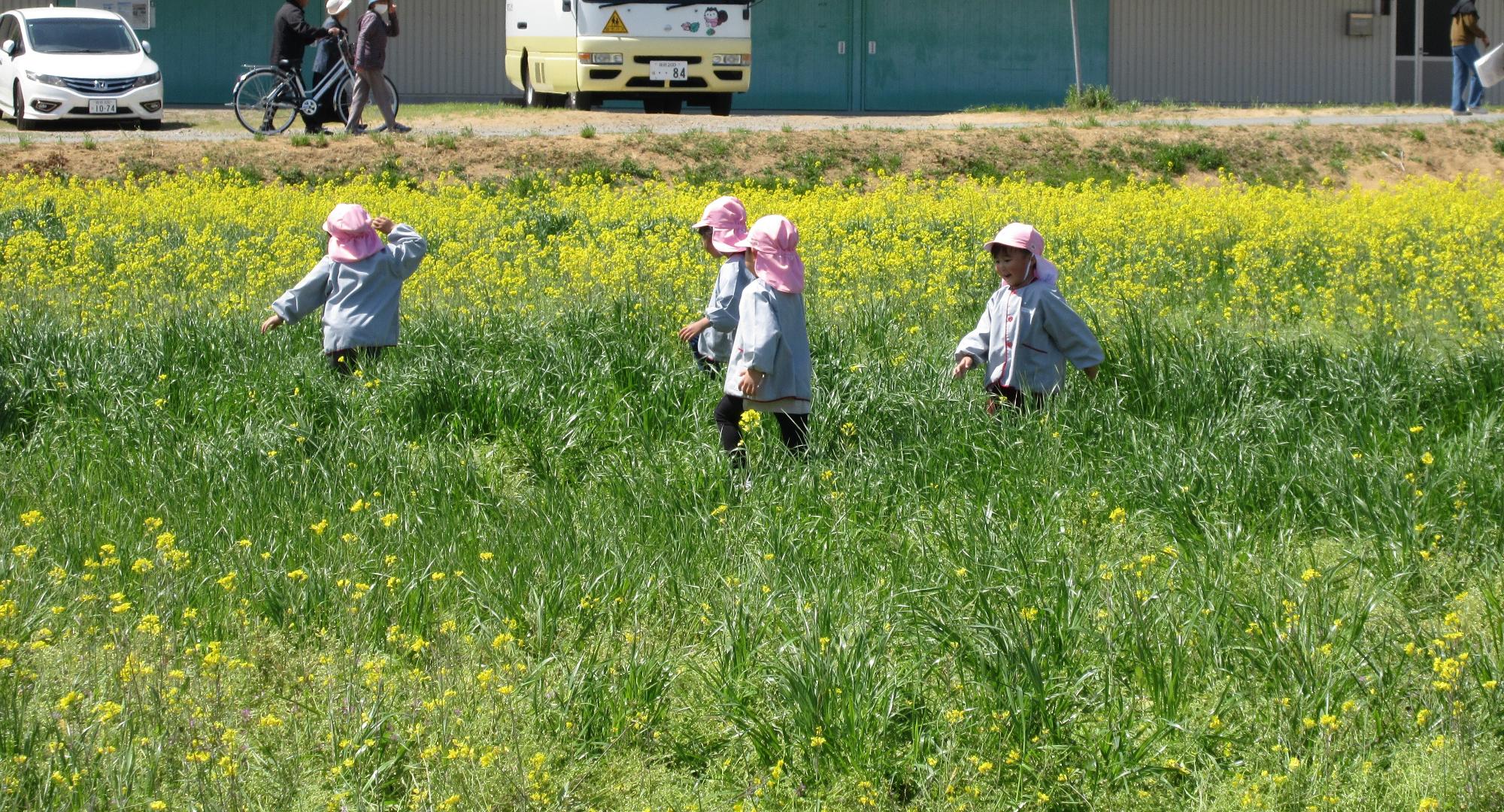 菜の花畑にて 4歳児