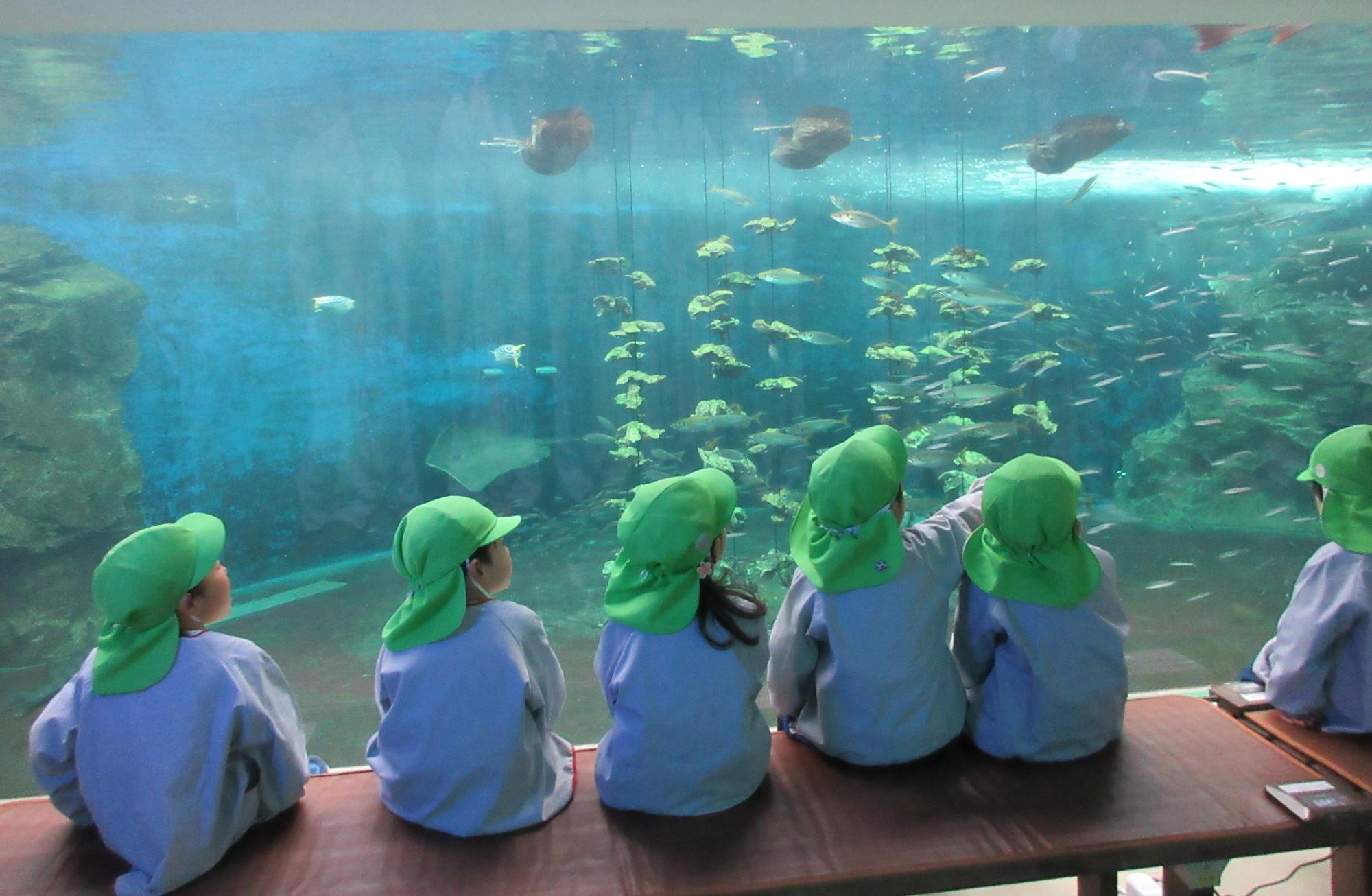 水槽見学
