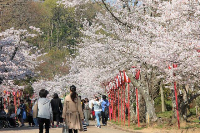 日岡山公園の並木道に沿ってライトアップされているぼんぼりの写真