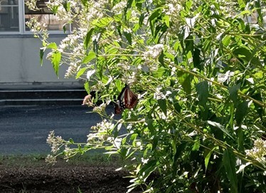 フジバカマに飛来したアサギマダラ