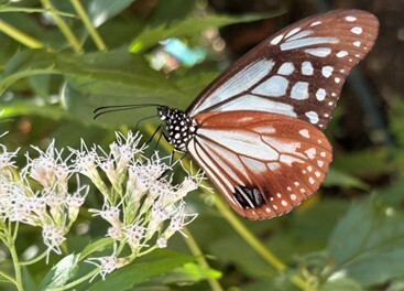 フジバカマで吸蜜するアサギマダラ