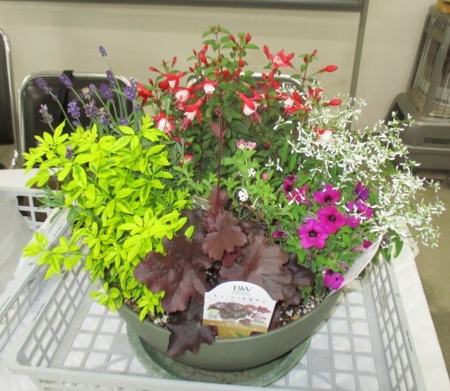 寄せ植え-1