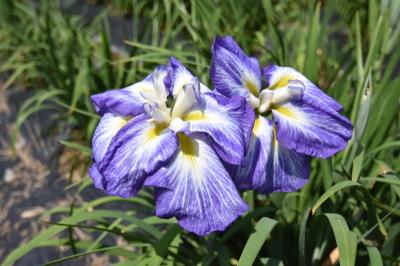 白と明るい紫が混ざった菖蒲の花の写真