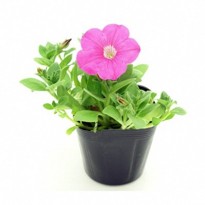 ペチュニアの花