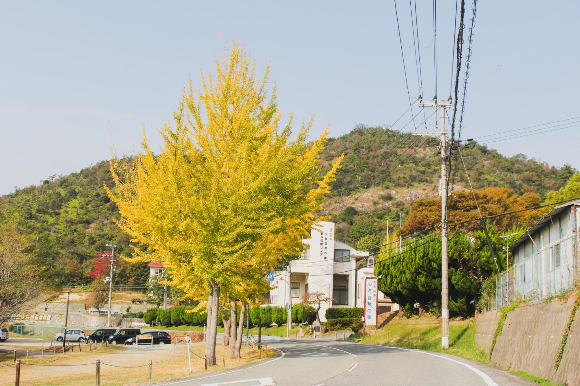 平荘湖畔のイチョウの木
