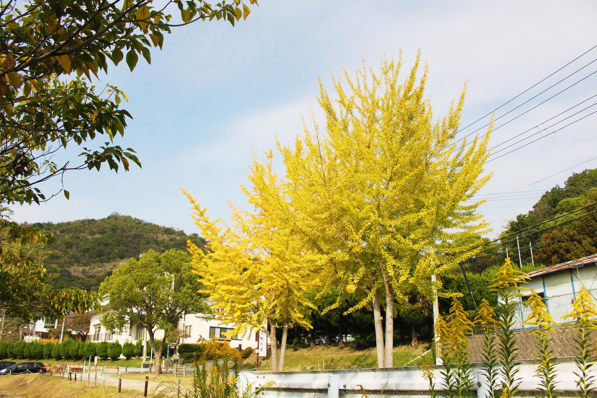 平荘湖畔のイチョウの木2