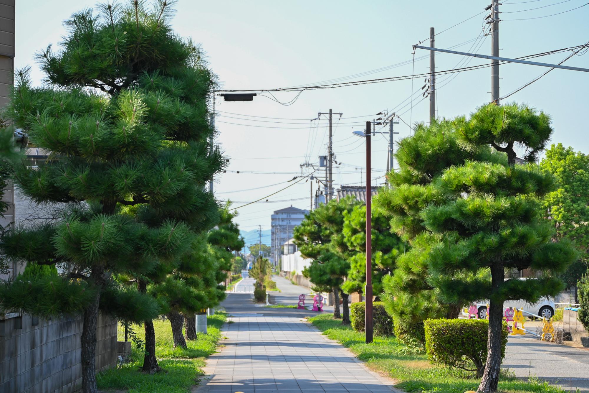 松風こみち