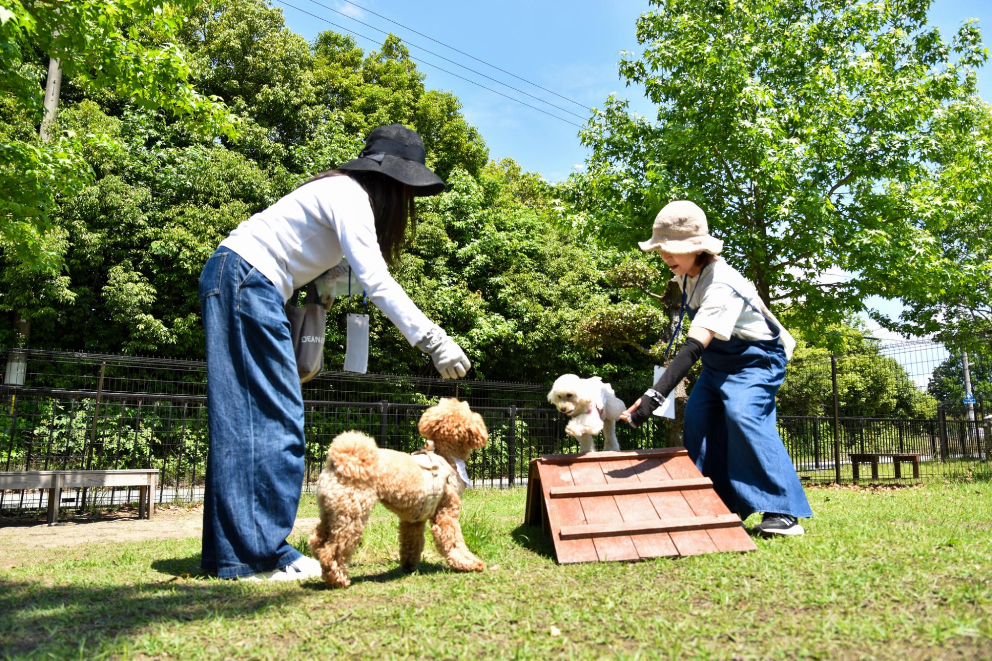 みとろの丘でドックランを楽しむ2人と2匹の犬