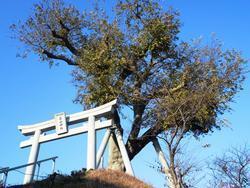 築山の榎の画像