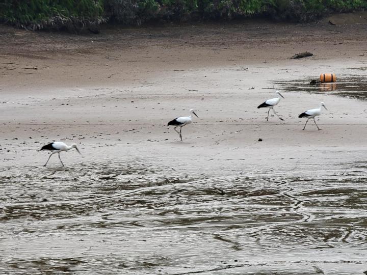 地知行池のコウノトリ