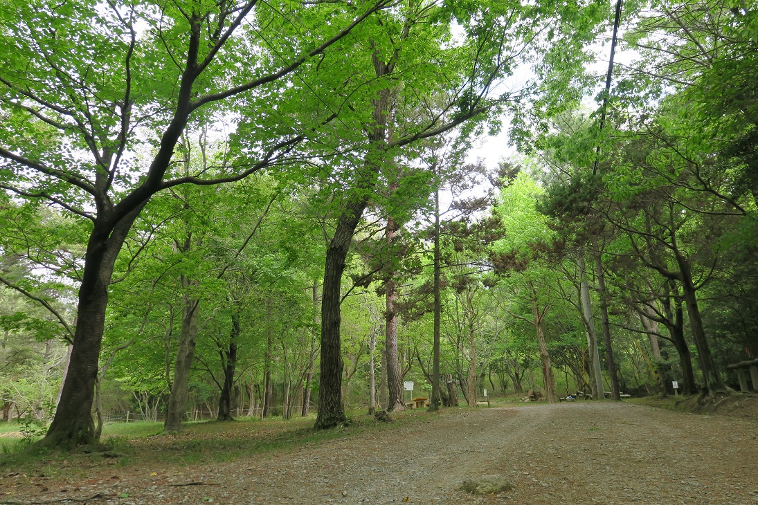 新緑の散策路(忍者渡付近)