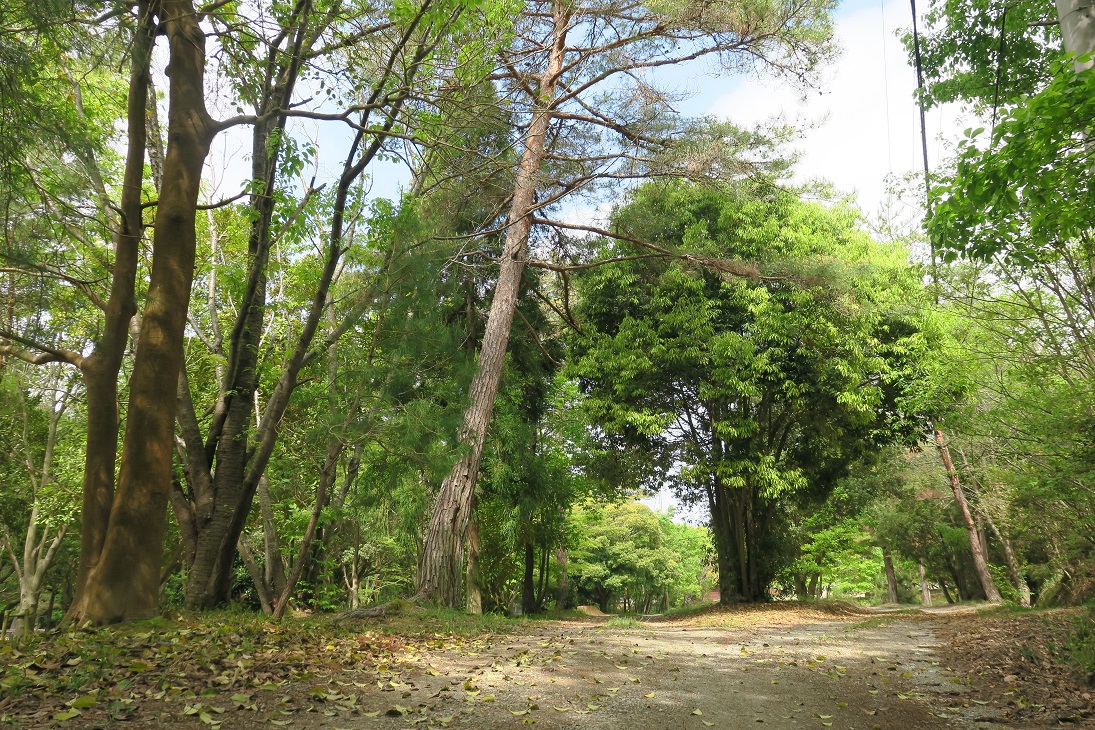 新緑の散策路(営火場前)