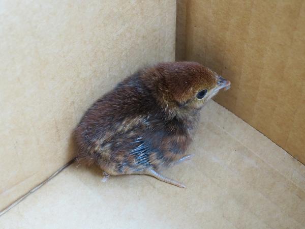 コジュケイのヒナ