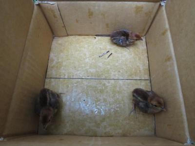コジュケイの兄弟たち