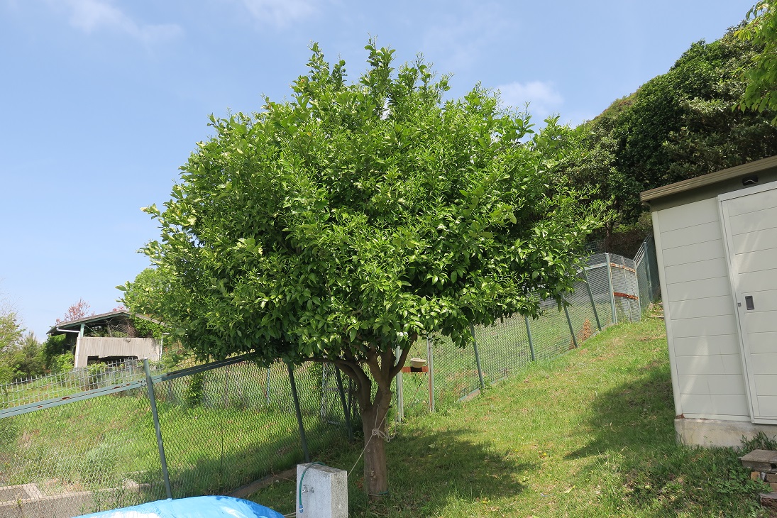 ボート池のそばのミカンの木