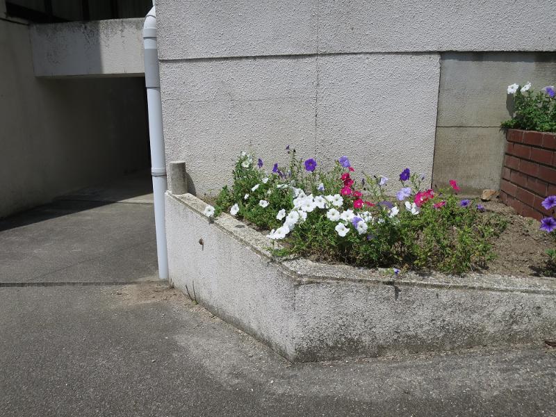 花壇に張り付いたセミの抜け殻