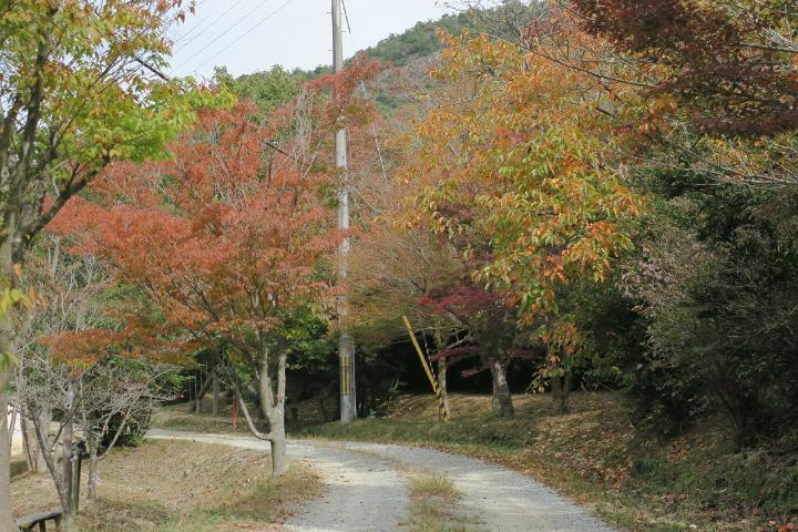 紅葉1
