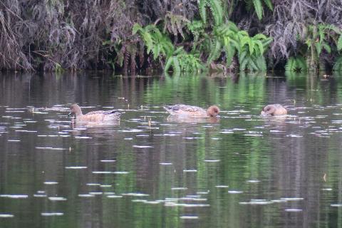 ボート池のカモの群れ