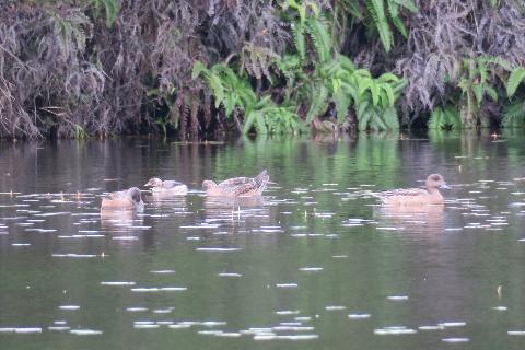 カモの群れに混じる水鳥
