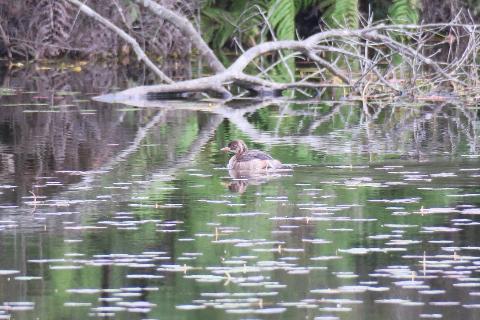 カイツブリの幼鳥