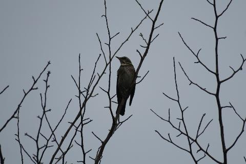高枝にとまる野鳥