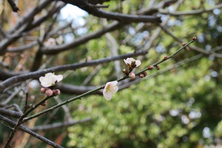 咲き始めた梅の花