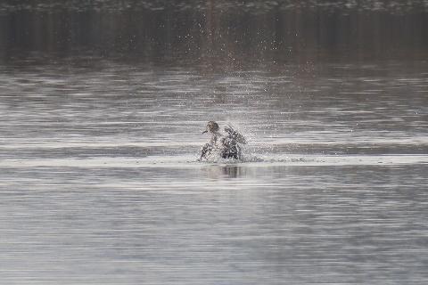 カルガモ?の水浴び