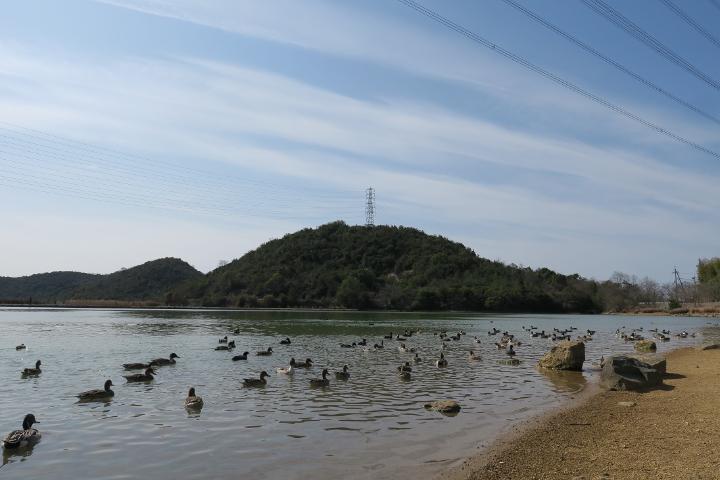 湖畔のカモと青空