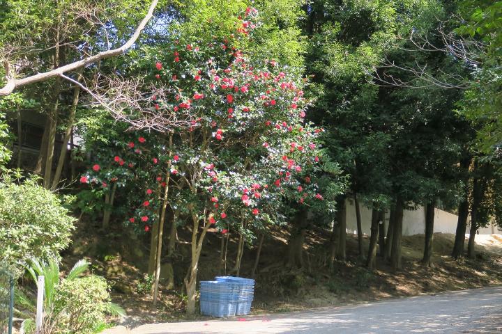 椿の木