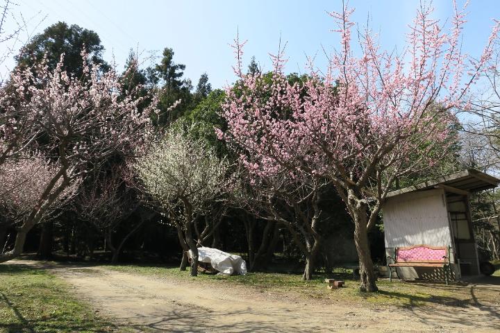 梅並木