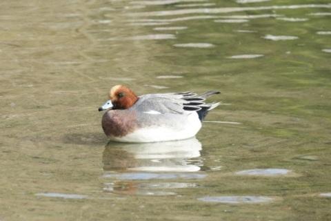 茶色と白の頭、胸は茶色、羽根がグレー、お腹が白いオスのヒドリガモが水上に浮いている写真