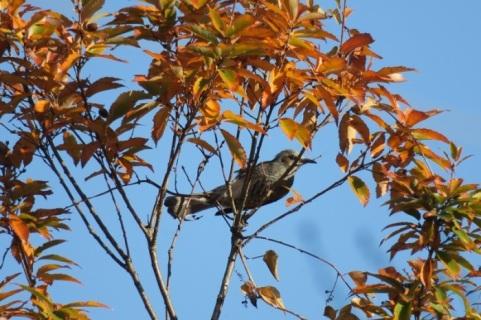 紅葉した木の枝にとまっているグレーがかった体色のヒヨドリの写真