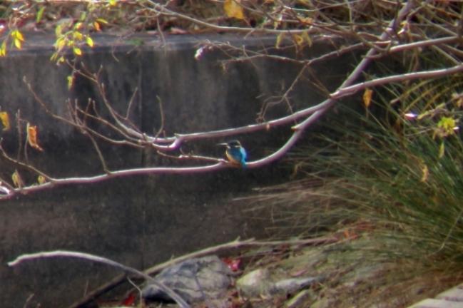 水辺近くの枝にとまっている鮮やかな青と黄色の身体のカワセミの写真