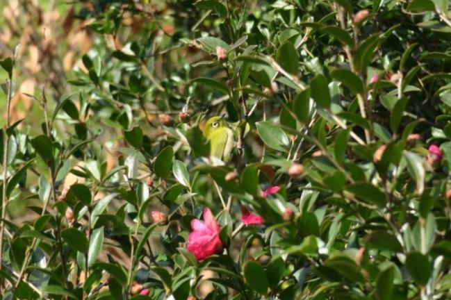 緑の葉とピンクの花が咲く木の枝にとまっている黄緑の身体のメジロの写真